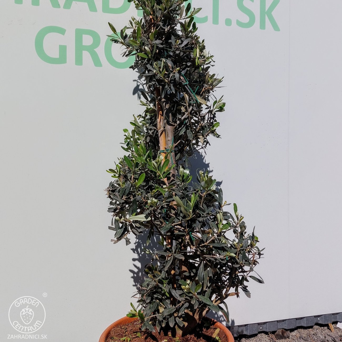 Obrázok Olivovník európsky (Olea europaea) ´LECCINO´- výška 100-130 cm, kont. C18L - ŠPIRÁLA (-12°C)